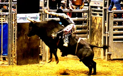 PBR Team Series